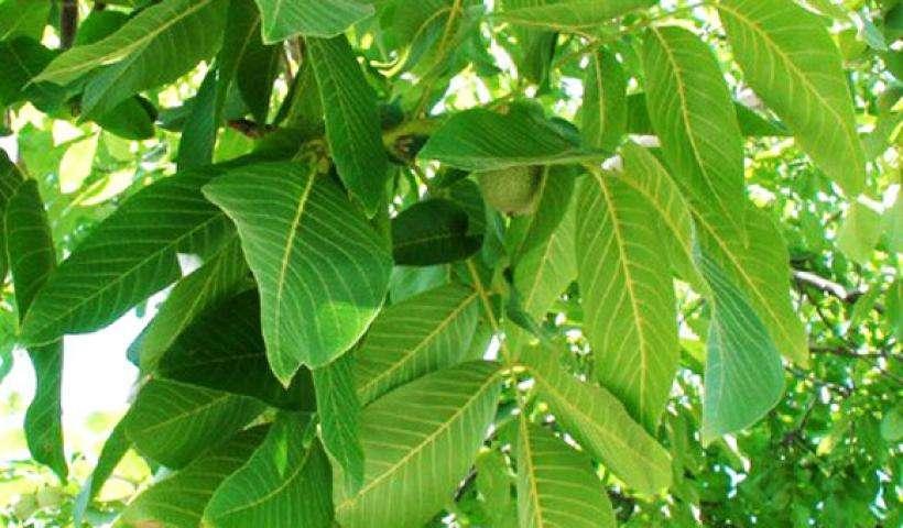 1 Η ΚΑΡΥΔΙΑ ΩΣ ΛΥΣΗ ΣΤΑ ΝΥΝ ΚΑΙ ΕΠΕΡΧΟΜΕΝΑ ΠΡΟΒΛΗΜΑΤΑ ΣΤΟ 'ΜΑΤΙ' ΑΤΤΙΚΗΣ (μία ἔρευνα-τό κατά δύναμιν- στά ἐνδότερα τῆς ἑλληνικῆς κοινωνίας πού μαστίζεται ἀπό τήν κακουργία καί τήν ἄγνοια) Κανένας