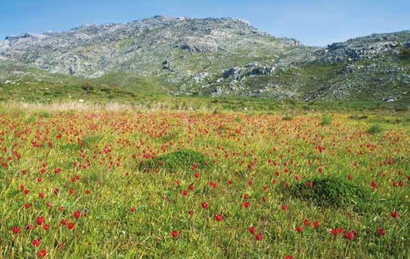 Οι Οδηγίες για τα Άγρια Πτηνά και τους Οικοτόπους Οδηγός για Δικηγόρους και Υπαλλήλους της Διοίκησης της περιβαλλοντικής παραμέτρου στις περιφερειακές και τοπικές πολιτικές.