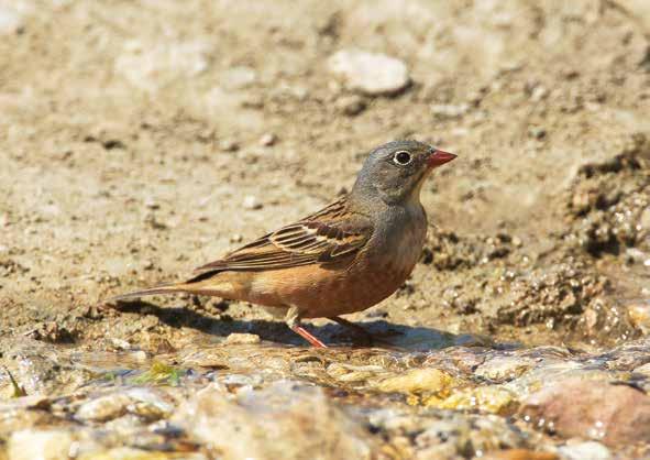 Γυπαετός (Gypaetus barbatus) (φωτ. Ν.