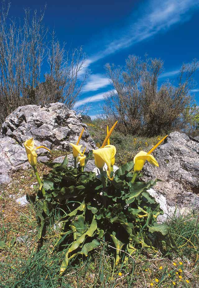 Arum creticum ενδημικό