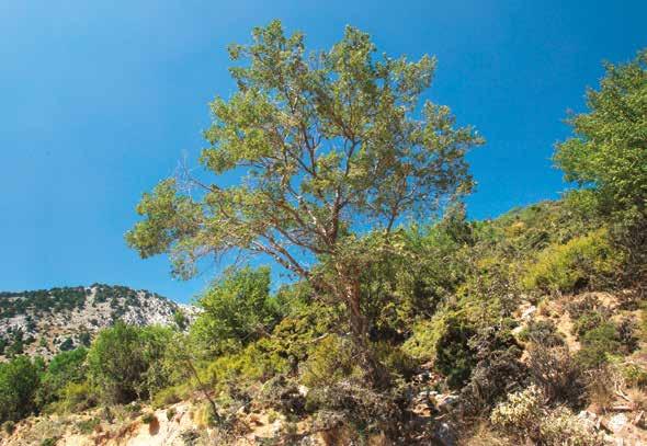 Οι Οδηγίες για τα Άγρια Πτηνά και τους