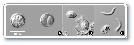 23 Εικόνα 5: Εξελικτικός κύκλος κυκλοσποριδίου [44]. Ο βιολογικός κύκλος ζωής των κυκλόσπορων περιλαμβάνει: 1. Αποβολή ωοκύστεων με τα κόπρανα 2. Μη μολυσματικές ωοκύστεις αμέσως μετά την αποβολή 3.
