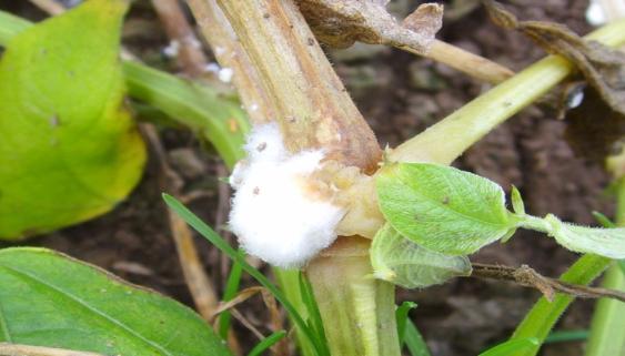 org/wiki/sclerotinia_sclerotiorum#/media/file:sclerotinia_scle rotiorum.
