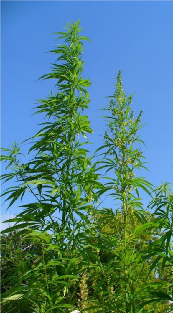 Συστηματική Ταξινόμηση Βασίλειο: Φυτά (Plantae) Συνομοταξία: Αγγειόσπερμα (Magnoliophyta) Ομοταξία: Δικοτυλήδονα (Magnoliopsida) Τάξη: Κνιδώδη