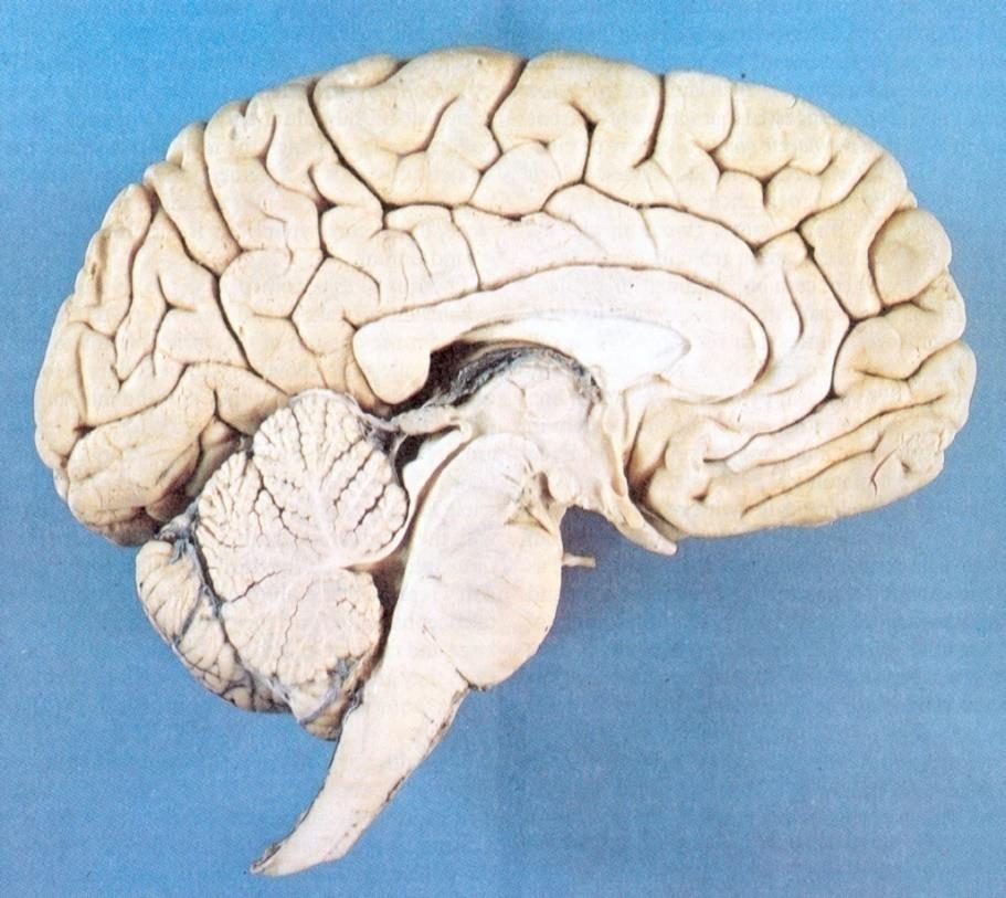 Παρεγκεφαλίδα Ν Φ