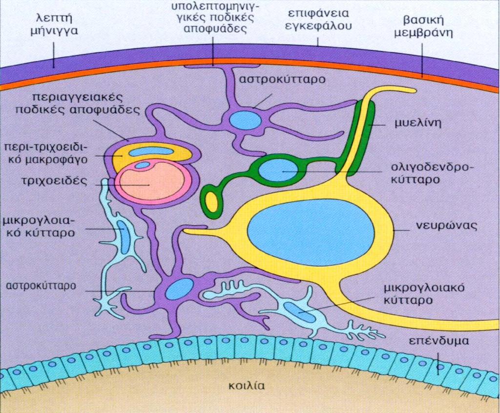 Αιματοεγκεφαλικός Φραγμός Αστροκύτταρα Ποδικές