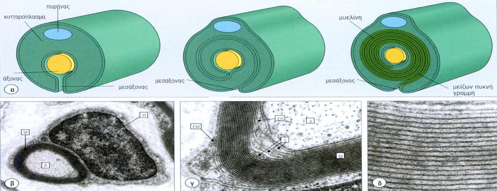 Μυελίνη (ΙΙ) Σπειροειδής στιβάδα τυλιγμένη γύρω από ένα νευράξονα αποτελούμενη από στενά