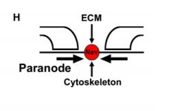 Neuron. 2013 May 8;78(3):469-82. doi: 10.1016/j.neuron.2013.03.005. Three mechanisms assemble central nervous system nodes of Ranvier.