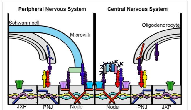 In both the PNS and CNS the node contains high densities of Nav (sodium) and KCNQ2/3 (potassium) channels, ankyrin- G, β/v-spectrin, all-spectrin, NF186 and NrCaM.