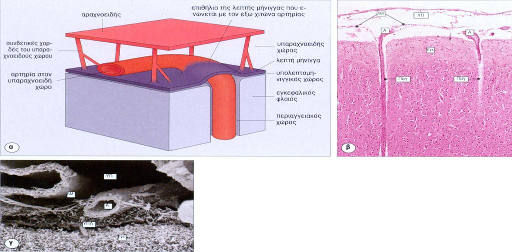 Αγγείωση τα αρτηρίδια πορεύονται στον υπαραχνοειδή χώρο πριν στραφούν και εισέλθουν στον εγκέφαλο περιαγγειακός χώρος