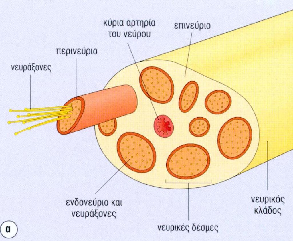 Περιφερικό Νευρικό Σύστημα Νεύρα Το περιφερικό νεύρο αποτελείται από: - νευράξονες - κύτταρα Schwann -