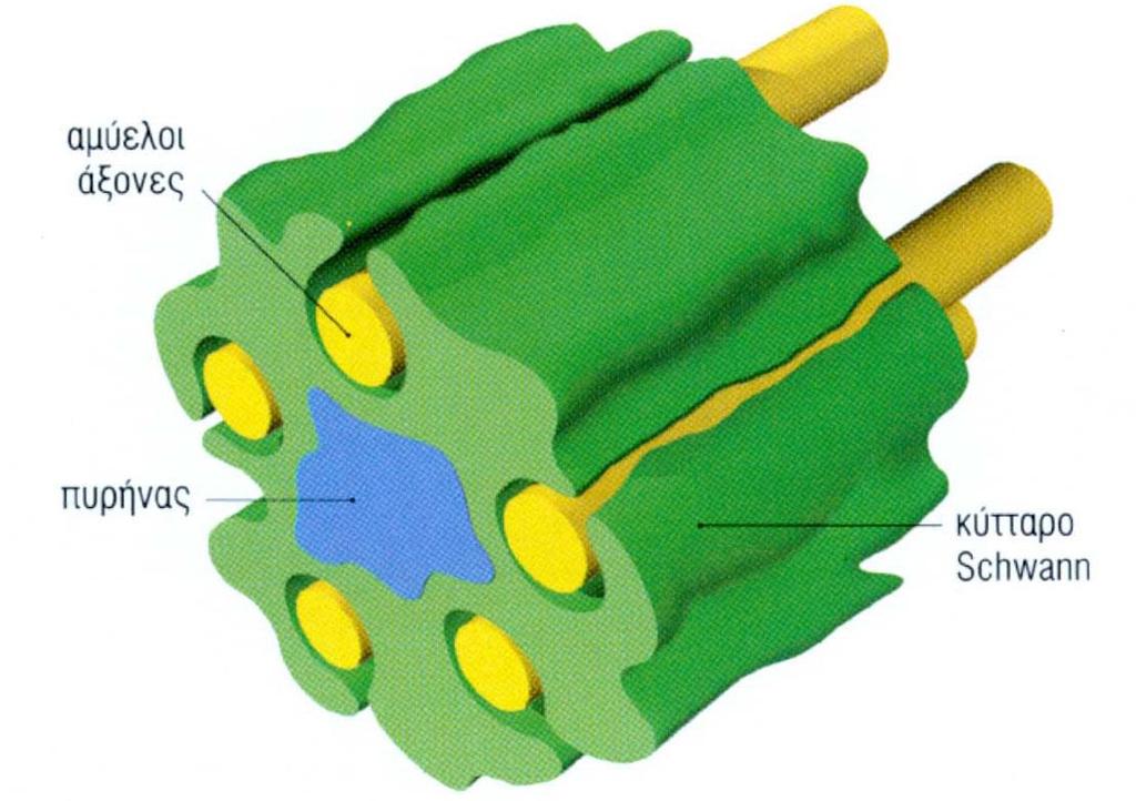 Schwann στηρίζουν εμμύελους και