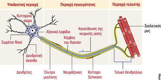 Νευρικά κύτταρα (νευρώνες) Δομή Κυτταρικό σώμα (περικάρυο) Μακριά κυτταρική αποφυάδα (νευράξονας)-αξονικό λοφίδιο - Τελικό