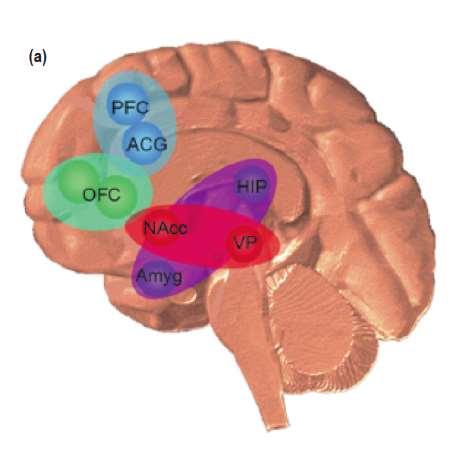 4. Εκτελεστικός έλεγχος prefrontal cortex PFC anterior cingulate gyrus acg 3. Παρόρμηση και craving orbitofrontal cortex OFC 1.