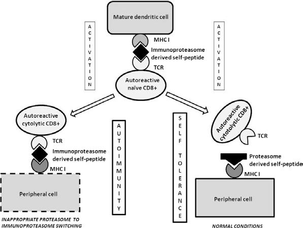 54 94. Plasma indoleamine 2,3-dioxygenase concentration is increased in hemodialysis patients and may contribute to the pathogenesis of coronary heart disease T. Eleftheriadis, G. Antoniadi, V.