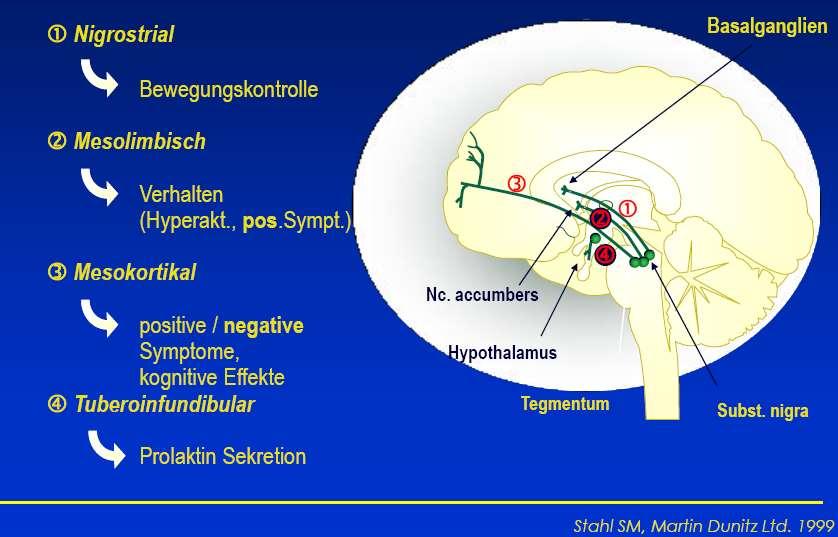 Nigrostriatal Κινητικός Έλεγχος Mesolimbic Κύρια ψυχωσικά συμπτώματα