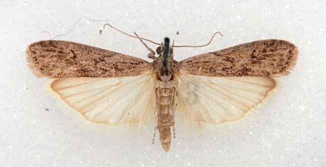 Τάξη Lepidoptera Οικογένεια Pyralidae Δευτερεύοντα είδη Ephestia kuhniela