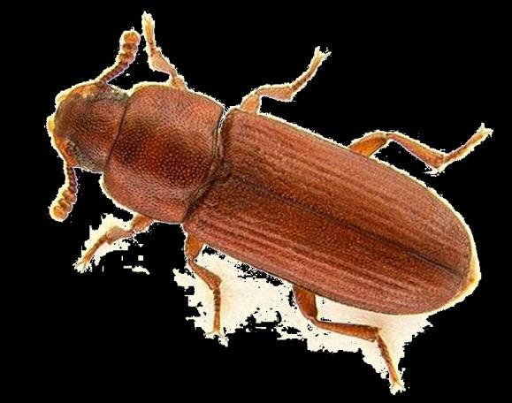 Τάξη Coleoptera Οικογένεια