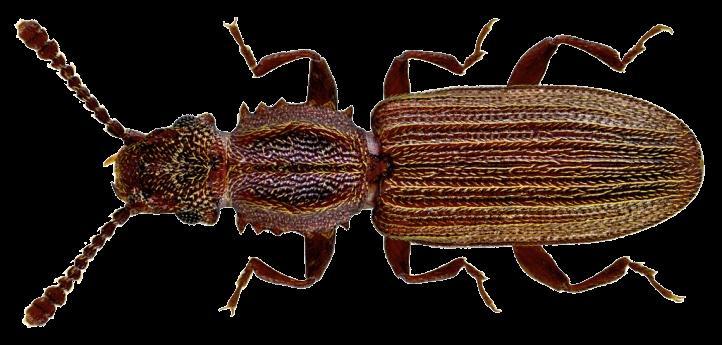 Τάξη Coleoptera Οικογένεια Silvanidae