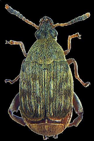 Τάξη Coleoptera Οικογένεια
