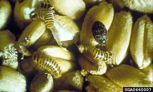 Τάξη Coleoptera Οικογένεια Dermestidae Trogoderma granarium Πρωτεύον