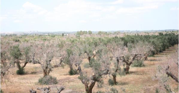 Xylella fastidiosa Παθογόνο