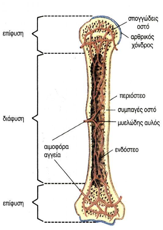 Δομή των Οστών Συμπαγής ή φλοιώδης ιστός εξωτερική επιφάνεια πυκνό και συμπαγές