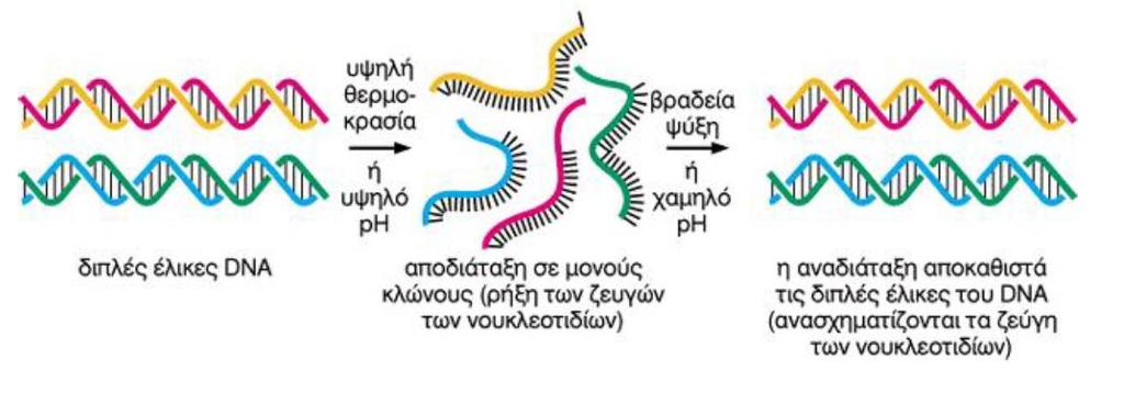 Διαλογή Βιβλιοθήκης με υβριδοποίηση νουκλεϊκών οξέων Βασική αρχή