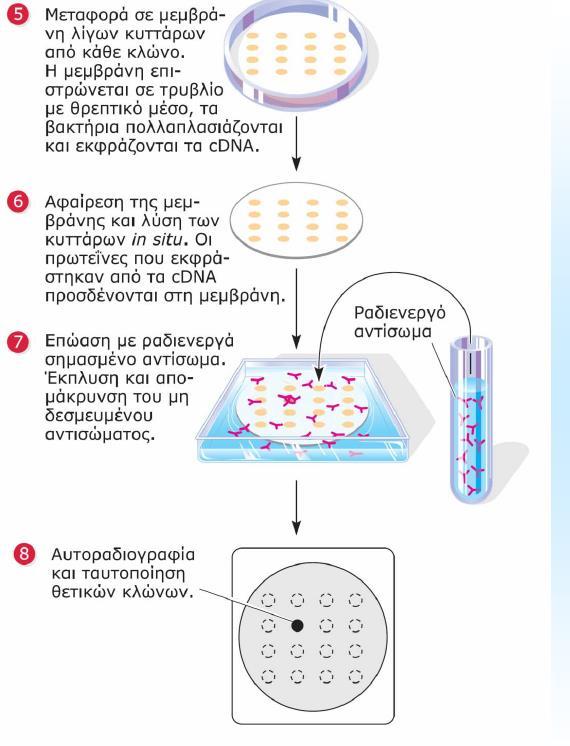 Διαλογή cdna βιβλιοθήκης με