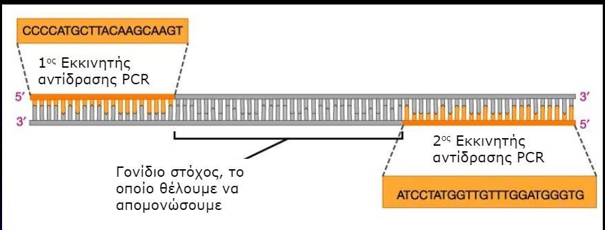 Απομόνωση της αλληλουχίας στόχου