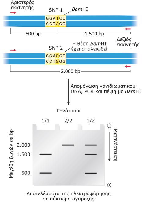 Χρήση της PCR στην ανίχνευση πολυμορφισμών