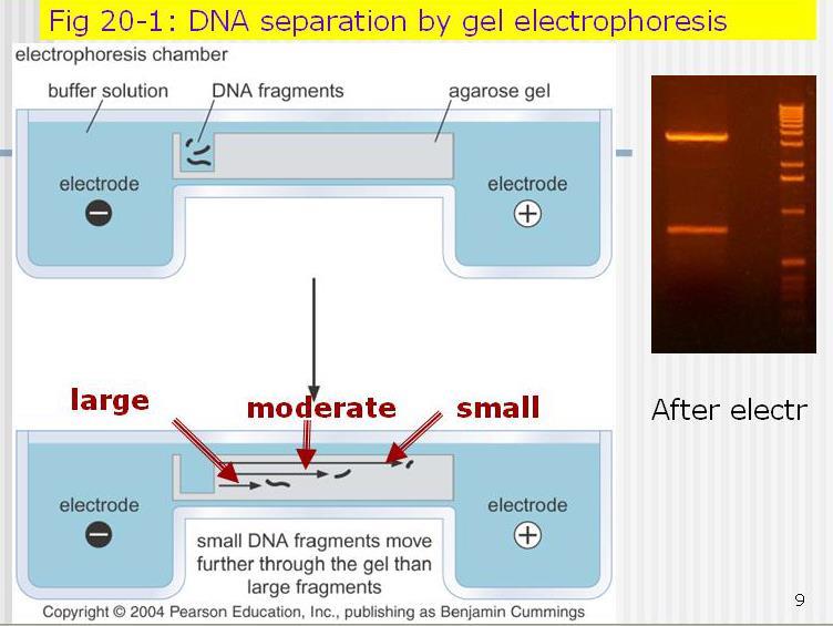 Διαχωρισμός DNA με ηλεκτροφόρηση Το DNA είναι αρνητικά φορτισμένο Αν το βάλουμε σε ένα μέσο στα άκρα του οποίου εφαρμοστεί ηλεκτρική τάση, τότε το DNA θα