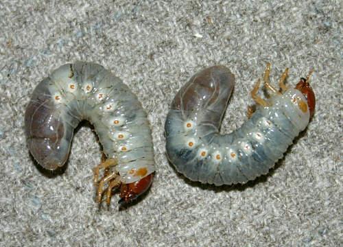 Ατελείς μορφές των εντόμων Προνύμφη (Larva): Διααφέρει