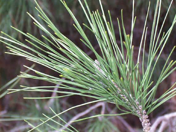 Οικογένεια Pinaceae: