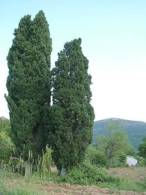 Cupressus