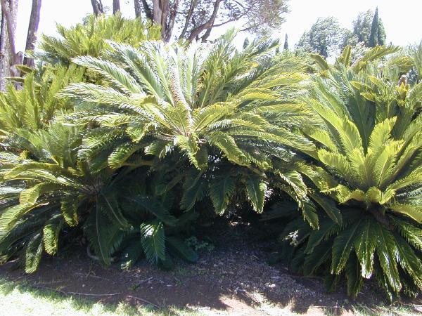 Cycas Aυτοφυές μόνο σε