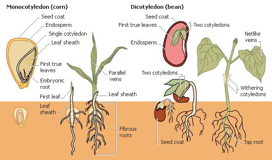 δύο κλάσεις: Κλάση Μονοκοτυλήδονα (Monocotyledons, Liliatae ή