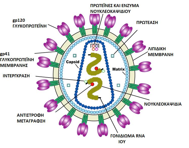 Το RNA ή γονιδίωμα αποτελείται από τουλάχιστον επτά διαρθρωτικά ορόσημα, και εννέα γονίδια, και μερικές φορές ένα δέκατο, το οποίο δημιουργεί μια σύντηξη, που κωδικοποιεί 19 πρωτεΐνες.