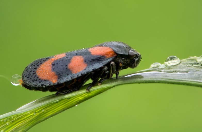 Xylella fastidiosa Δυνητικοί φορείς, Τζιτζικάκια Ημίπτερα,