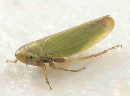 Cercopidae) Spittlebugs Πιθανοί φορείς 6 είδη Cercopidae