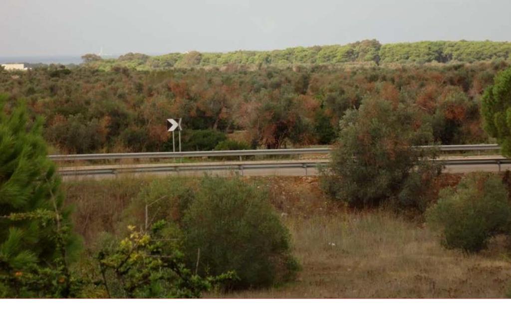 Xylella fastidiosa Προσβολές
