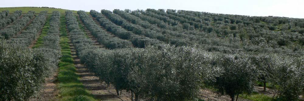 Ευχαριστίες Περιφέρεια Κρήτης ΔΑΟΚ Κρήτης ΤΕΙ Κρήτης ΥΠΑΑΤ Ευγενία