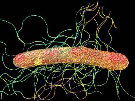 Escherichia coli Proteus spp.