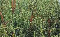 Φυτά επιτεύγµατα του φυτωρίου στη Φωκίδα που χρησιµοποιούνται στις αποκαταστάσεις Juniperus foetidissimma Marrubium velutinum Sideritis raeseri Nepeta spruneri Acer heldreich