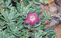 Φυτά επιτεύγµατα του φυτωρίου στη Μήλο που χρησιµοποιούνται στις αποκαταστάσεις Dianthus fruticosus Silene cythnia Juniperus macrocarpa Cistus creticus