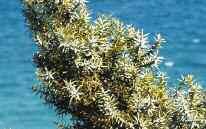 Κατά το 2008, άρχισαν να χρησιµοποιούνται µε επιτυχία και δύο ακόµη ενδηµικά φυτά στις φυτεύσεις των αποκαταστάσεων: η Αγριογαριφαλιά (Dianthus fruticosus)