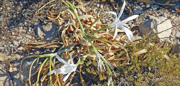 Το κρινάκι της θάλασσας (Pancratium maritimum), ένα απειλούµενο είδος που φυτρώνει πάλι στο φυσικό του περιβάλλον, στην παραλία της Πλάθιενας στη Μήλο Ευρύτερη συνεισφορά των Τµηµάτων Αποκατάστασης