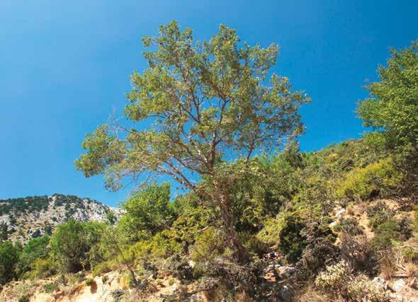Η Οδηγία για την Περιβαλλοντική Ευθύνη και η Άγρια Ζωή Οδηγός για Δικαστές, Εισαγγελείς και υπαλλήλους Δικαστηρίων και Εισαγγελιών K.