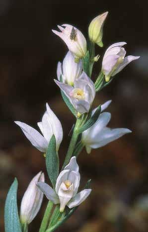 Cephalanthera cucullata, ενδημικό