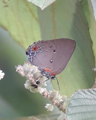 Olynthus